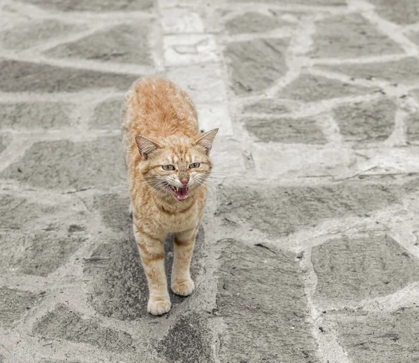 Cat standing on stone floor. — Stock Photo, Image