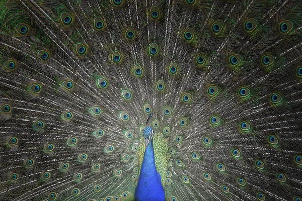 Hermoso pavo real con plumas hacia fuera . — Foto de Stock