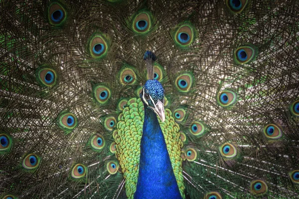 Hermoso pavo real con plumas hacia fuera . — Foto de Stock