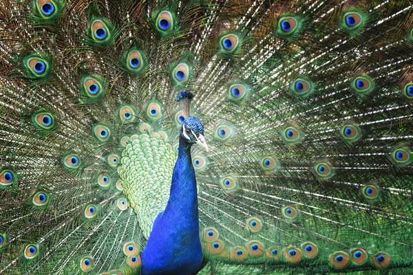 Hermoso pavo real con plumas hacia fuera . — Foto de Stock