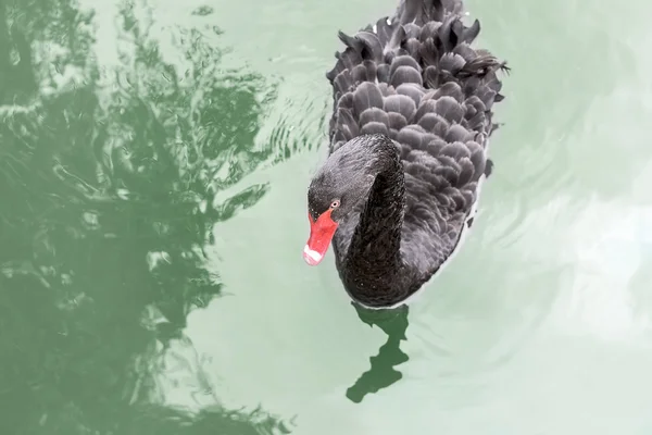 Black swan swimming. — Stock Photo, Image