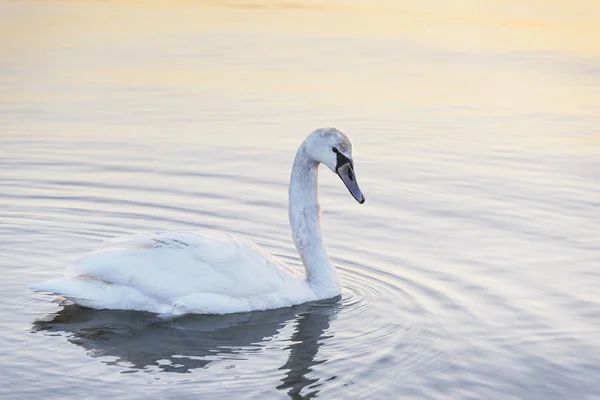 Swan in the sea. — Stock Photo, Image