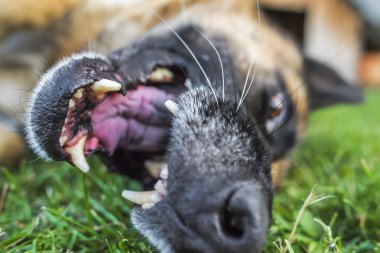 Çimlerde çoban köpeği.