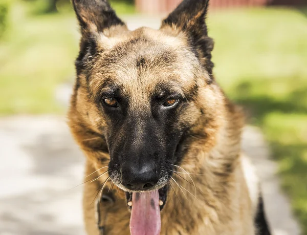 Shepherd dog on the grass. — Stock Photo, Image