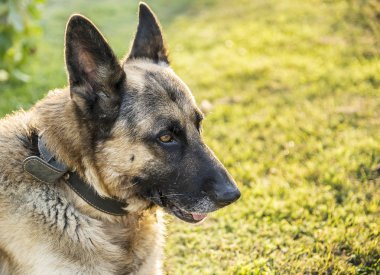 Çimlerde çoban köpeği.