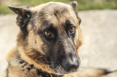 Alman çoban köpeği, portre portre.