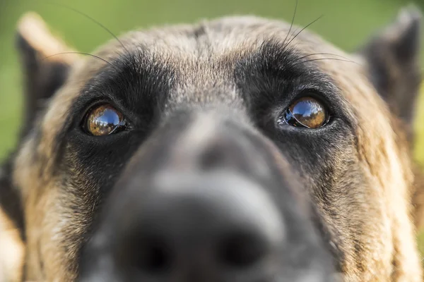 Alman çoban köpeği closeup portresi. — Stok fotoğraf