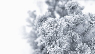 Karlı arka planda Noel ağacı