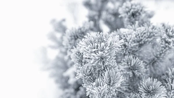 Árbol de Navidad en fondo de nieve — Foto de Stock