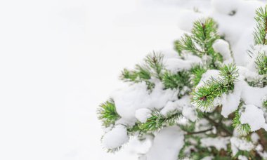 Karlı arka planda Noel ağacı