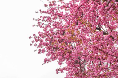 Ağaçta çiçek açan sakura. Baharda Japon kiraz çiçeği