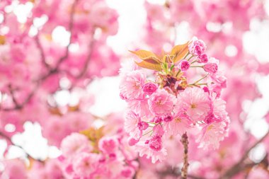 Ağaçta çiçek açan sakura. Baharda Japon kiraz çiçeği