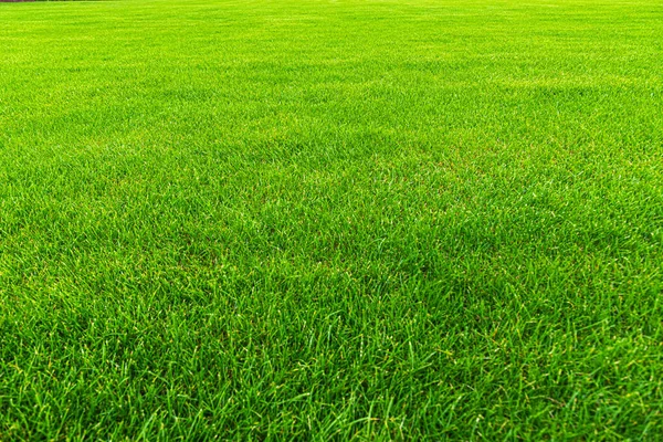 추상적 배경으로서 푸른 잔디를 가까이 서 본 모습 — 스톡 사진