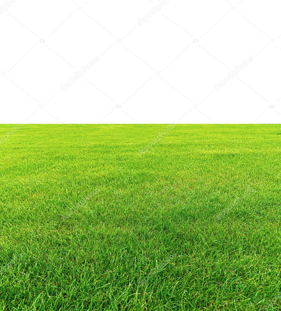 Green grass as an abstract background on a white background
