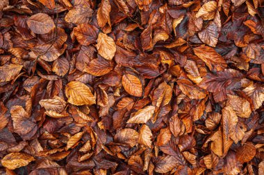 Arkaplan olarak yere düşen sarı yapraklar