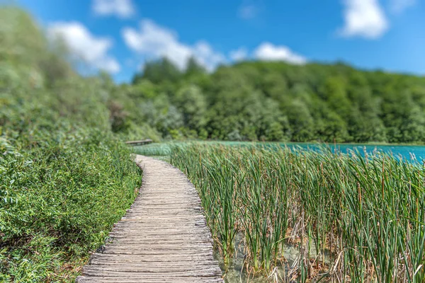 Un camino hecho de tablas de madera entre el lago y el bosque — Foto de Stock