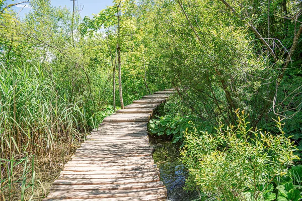 Un camino hecho de tablas de madera entre el lago y el bosque — Foto de Stock