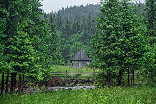 Stary drewniany dom w lesie — Zdjęcie stockowe