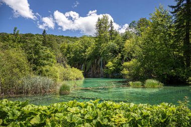 Ormandaki kayalık dağlarda çok güzel bir şelale..