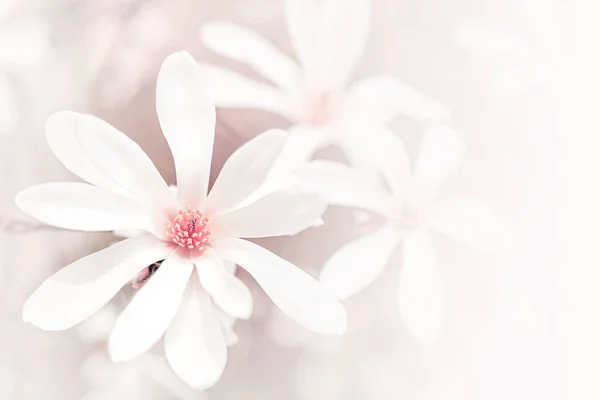 Magnolia flowers as an abstract background. — Stock Photo, Image