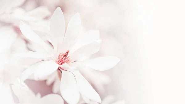 Magnolia flowers as an abstract background. — Stock Photo, Image