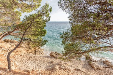 Güzel çam ağaçları ve akşamları mavi denizin kıyıları. Hırvatistan.