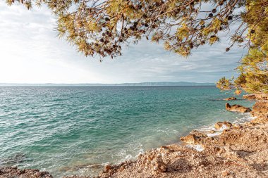 Güzel çam ağaçları ve akşamları mavi denizin kıyıları. Hırvatistan.