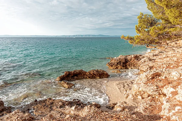 Beautiful pine trees and the shore of the blue sea in the evening. Croatia. — Stock Photo, Image