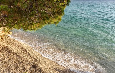 Güzel çam ağaçları ve akşamları mavi denizin kıyıları. Hırvatistan.