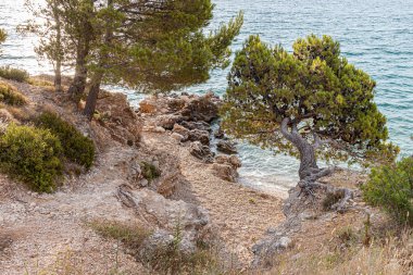 Güzel çam ağaçları ve akşamları mavi denizin kıyıları. Hırvatistan.