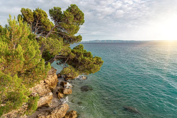 Beautiful pine trees and the shore of the blue sea in the evening. Croatia. — Stock Photo, Image