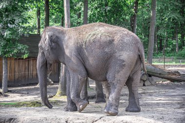Hayvanat bahçesindeki Hint fili