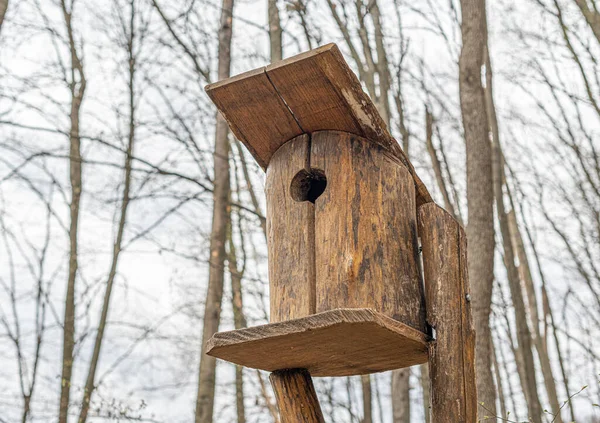 Ormandaki kuşlar için kuş yuvası. — Stok fotoğraf