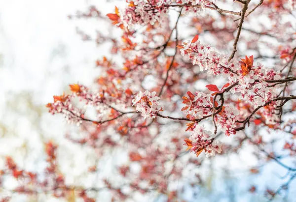 Blooming spring tree against the sky. — Stock Photo, Image