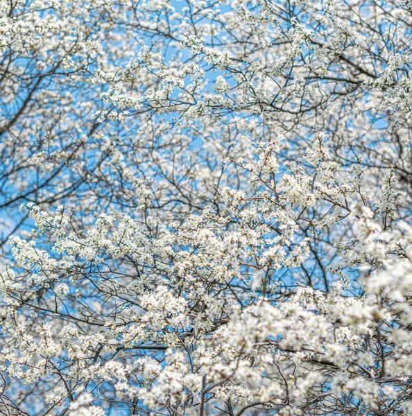 하늘을 향해 피어나는 하얀 봄 나무. — 스톡 사진