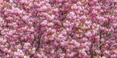 Baharda çiçek açan sakura. Japon kiraz çiçekleri yakın plan.