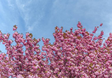 Baharda çiçek açan sakura. Japon kiraz çiçekleri yakın plan.