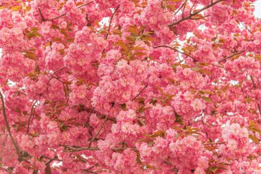 Baharda çiçek açan sakura. Japon kiraz çiçekleri yakın plan.