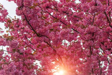 Baharda çiçek açan sakura. Japon kiraz çiçekleri yakın plan.
