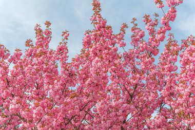 Baharda çiçek açan sakura. Japon kiraz çiçekleri yakın plan.