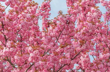 Baharda çiçek açan sakura. Japon kiraz çiçekleri yakın plan.