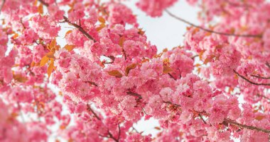 Baharda çiçek açan sakura. Japon kiraz çiçekleri yakın plan.