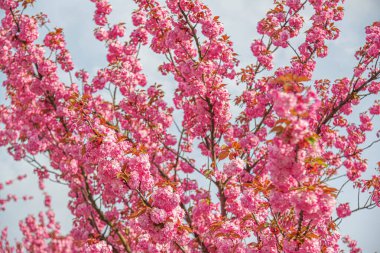 Baharda çiçek açan sakura. Japon kiraz çiçekleri yakın plan.