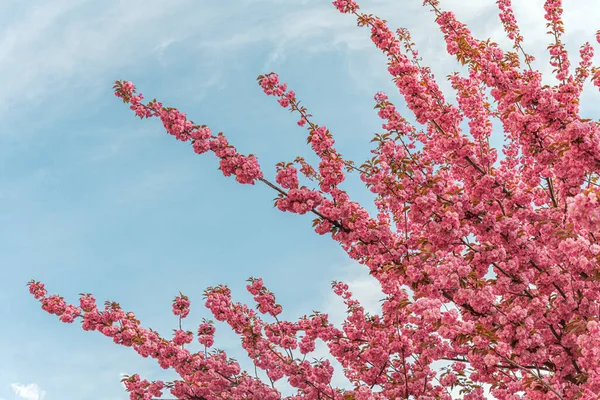 Blooming sakura in spring. Japanese cherry flowers close-up. — Stock Photo, Image