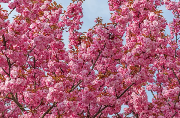 Blooming sakura in spring. Japanese cherry flowers close-up. — Stock Photo, Image