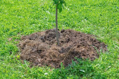 Armut dibine düşermiş..