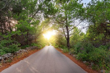 Güneş ışınlarında orman yolu.