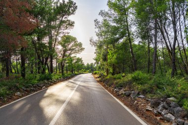 Güneş ışınlarında orman yolu.