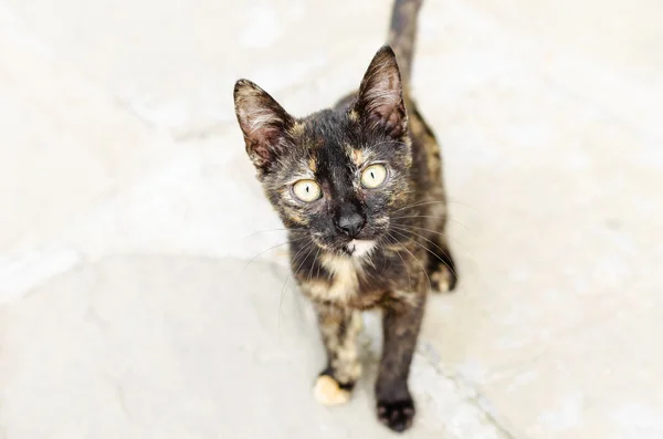 Obdachlose Katze — Stockfoto