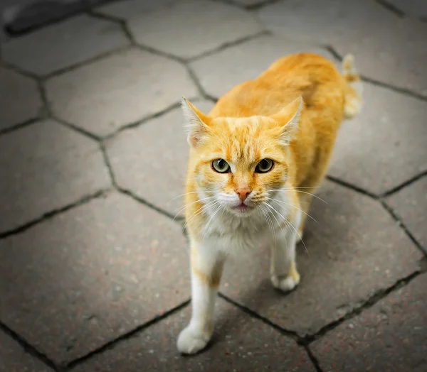 Homeless rufous cat — Stock Photo, Image